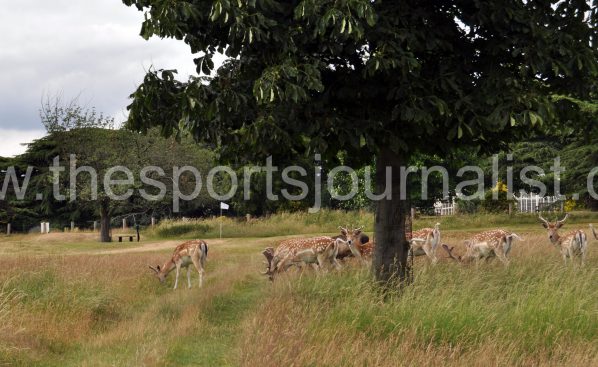 woolaton-park-11th-hole-3